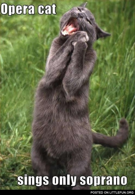 Opera cat