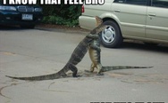 I know that feel bro. Lizards.