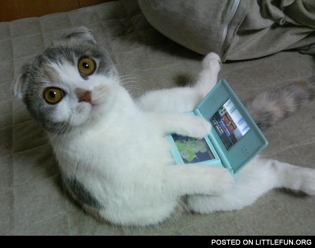 Cat playing with an Nintendo DS