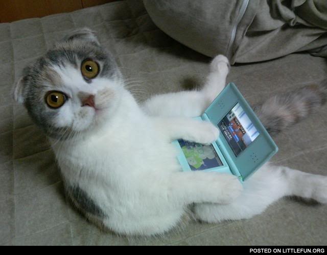 Cat playing with an Nintendo DS