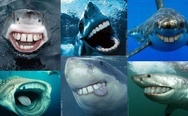 Funny sharks