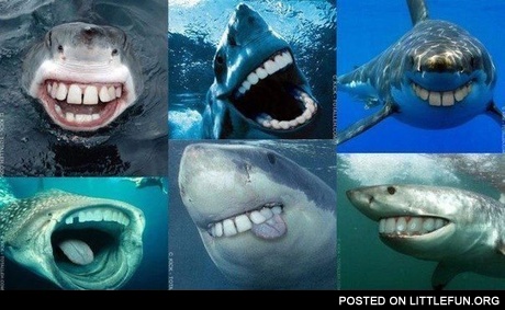 Funny sharks