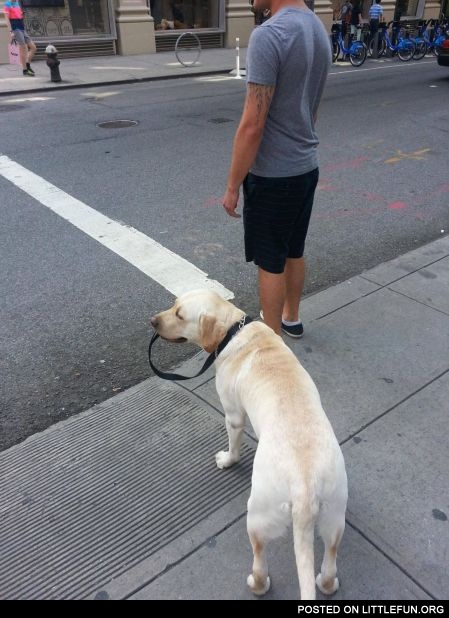 Dog lead. Ideal dog.