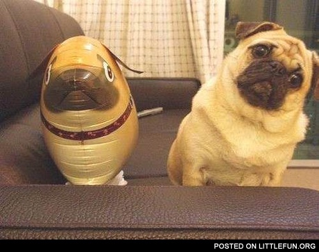 Pug