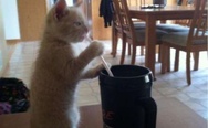 Drinking kitten