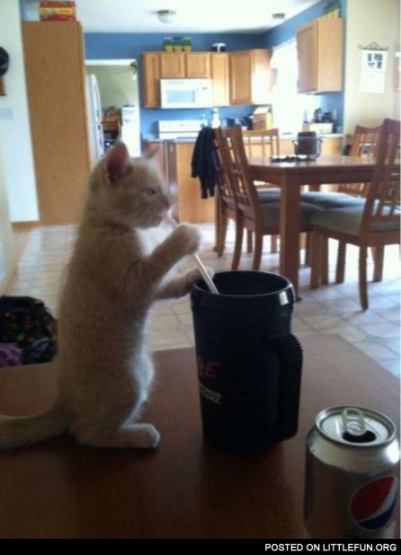 Drinking kitten