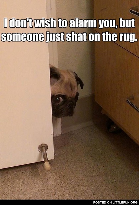 Someone just shat on the rug