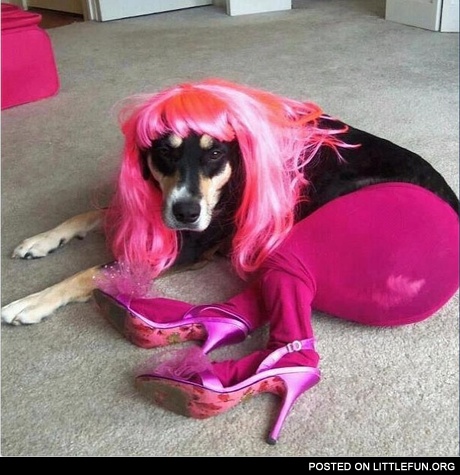 Dog in tights