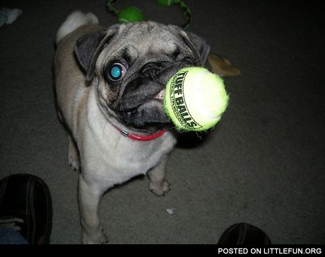 Catch the ball