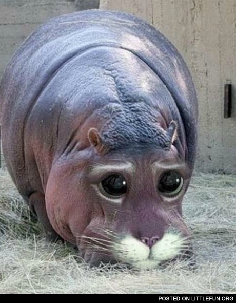 Hippocat