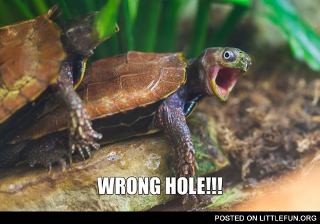 Wrong hole turtle.