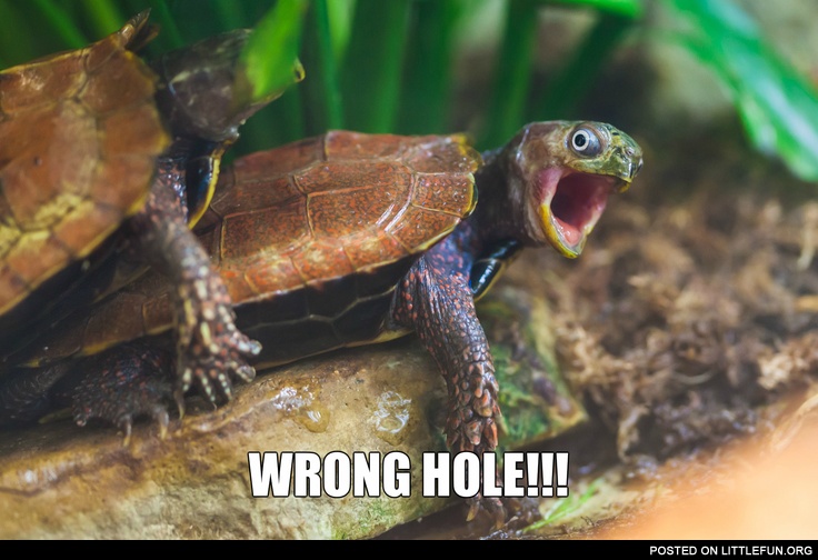 Wrong hole turtle.