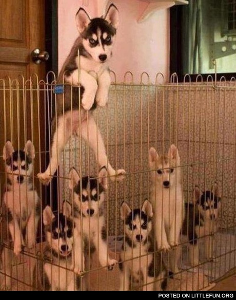 You came to the wrong cage