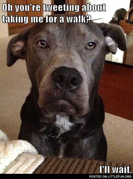 Oh, you are tweeting about taking me for a walk?