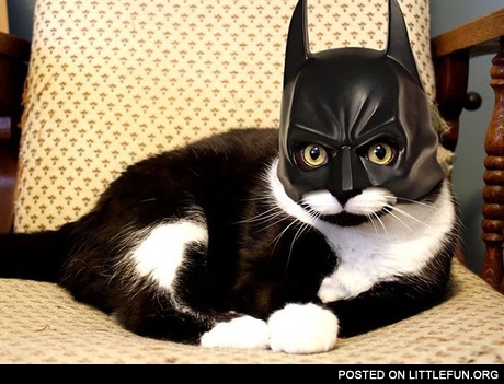 Batman cat