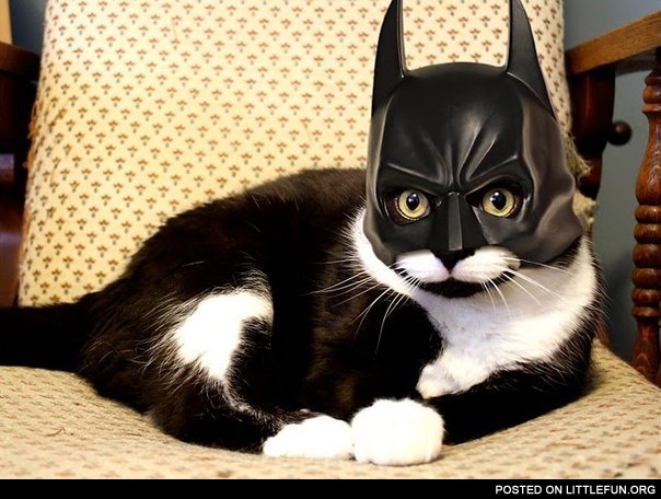 Batman cat