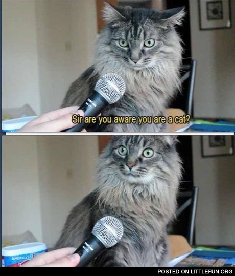 Sir, are you aware you are a cat?