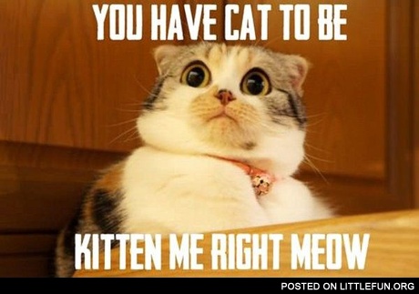 You have cat to be kitten me right meow