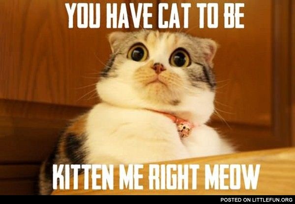 You have cat to be kitten me right meow