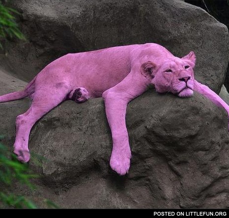 Pink panther