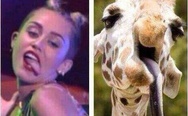 Miley Cyrus vs. Giraffe