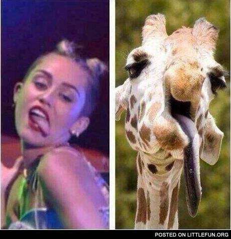 Miley Cyrus vs. Giraffe