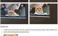 Cat's facial expressions