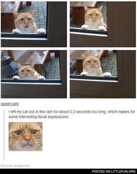 Cat's facial expressions