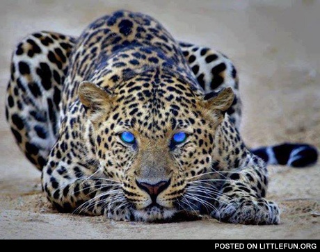 Leopard. Dat eyes.
