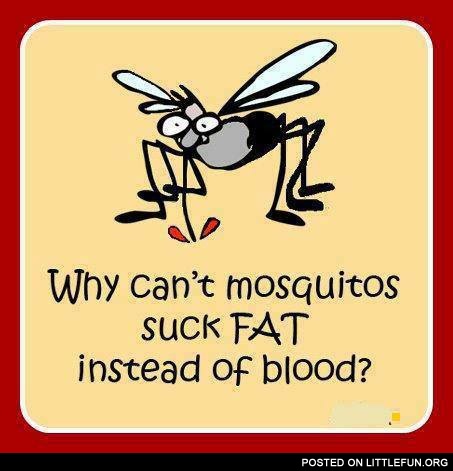 Why can't mosquitos suck fat?
