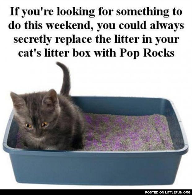 Litter box with Pop Rocks