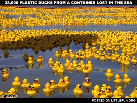 28,000 plastic ducks from a container lost in the sea. Yay, rubber duckies!