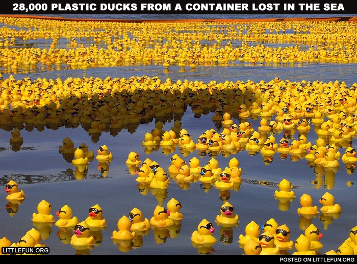 28,000 plastic ducks from a container lost in the sea. Yay, rubber duckies!