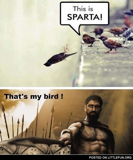 "This is Sparta" birds