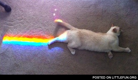 Real Life Nyan Cat