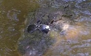 Drop sunglasses in water? Deal with it.