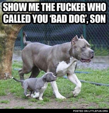 Show me who called you bad dog, son