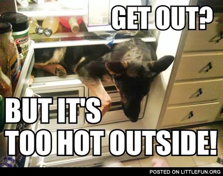 Dog in the fridge. Get out? But it's too hot outside.