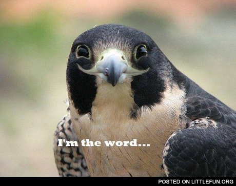 I'm the word