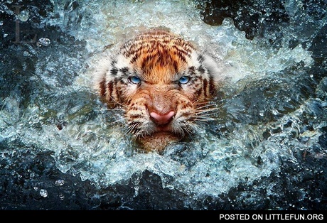 Angry tiger in water. Go ahead, push me one more time.