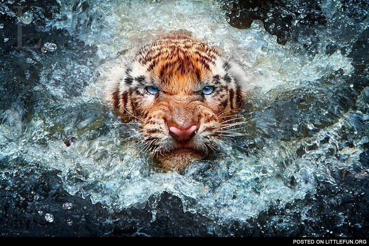 Angry tiger in water. Go ahead, push me one more time.