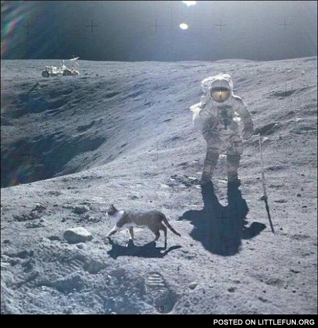 Cat on the moon