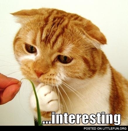 Interesting cat