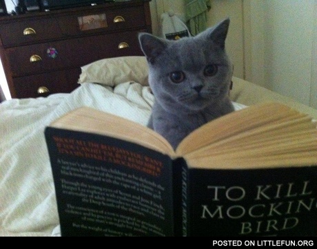 How to kill a mocking bird, book