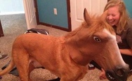 Dog in horse mask