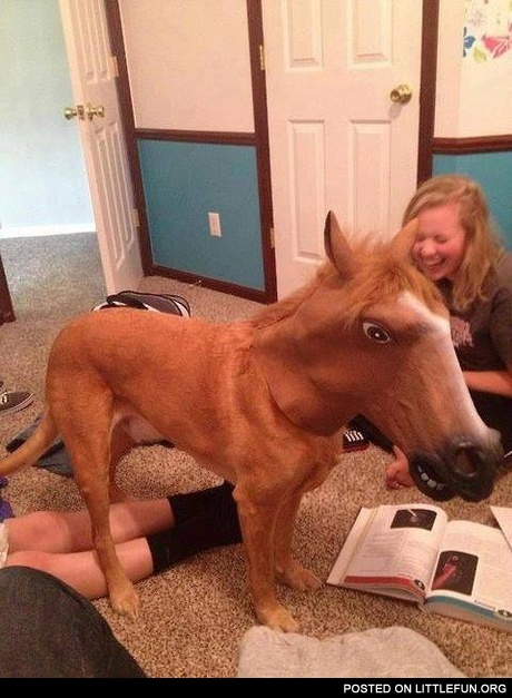 Dog in horse mask