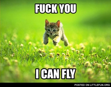 Flying kitten