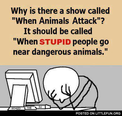 When animals attack