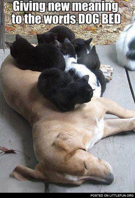Dog bed