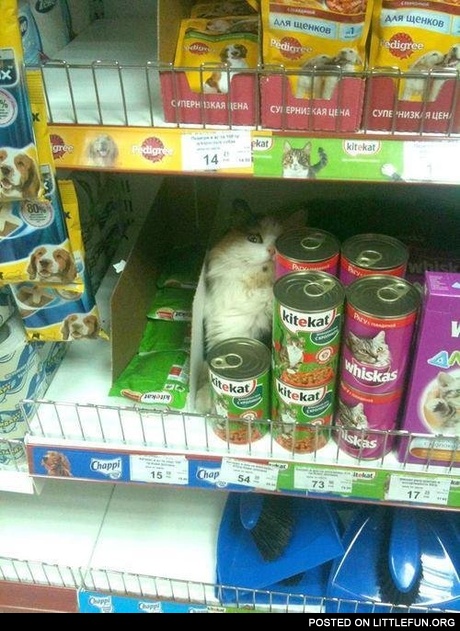 Cat with cat food